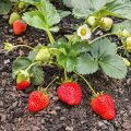 Can You Bring Strawberry Plants Inside for the Winter?