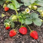 Can You Bring Strawberry Plants Inside for the Winter?