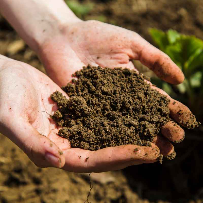 Can You Improve Gardening Soil That Has Had Chemicals?