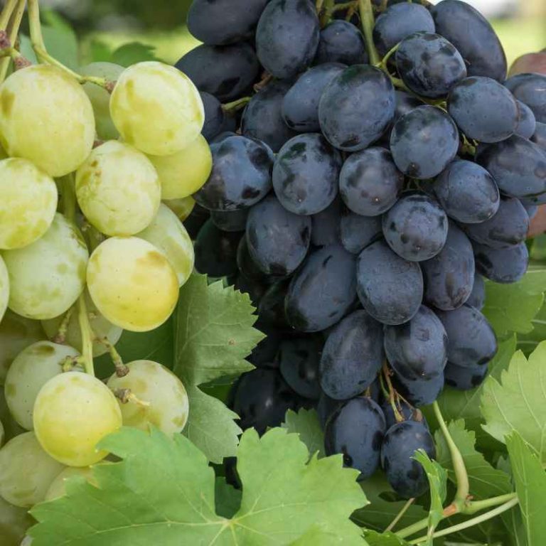 Can You Plant Different Fruit Trees Next to Each Other?