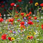 Can You Plant Wildflower Seeds in the Fall