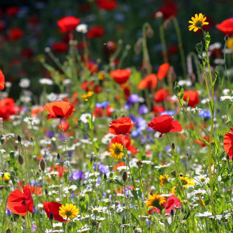 Can You Plant Wildflower Seeds in the Fall
