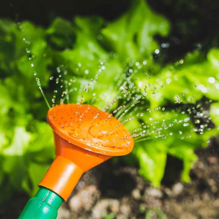 Can You Use Reclaimed Water In Vegetable Gardens Safely?