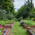 Can You Use Treated Lumber For Vegetable Gardens Safely?