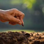 Can a Male Weed Plant Produce Female Seeds