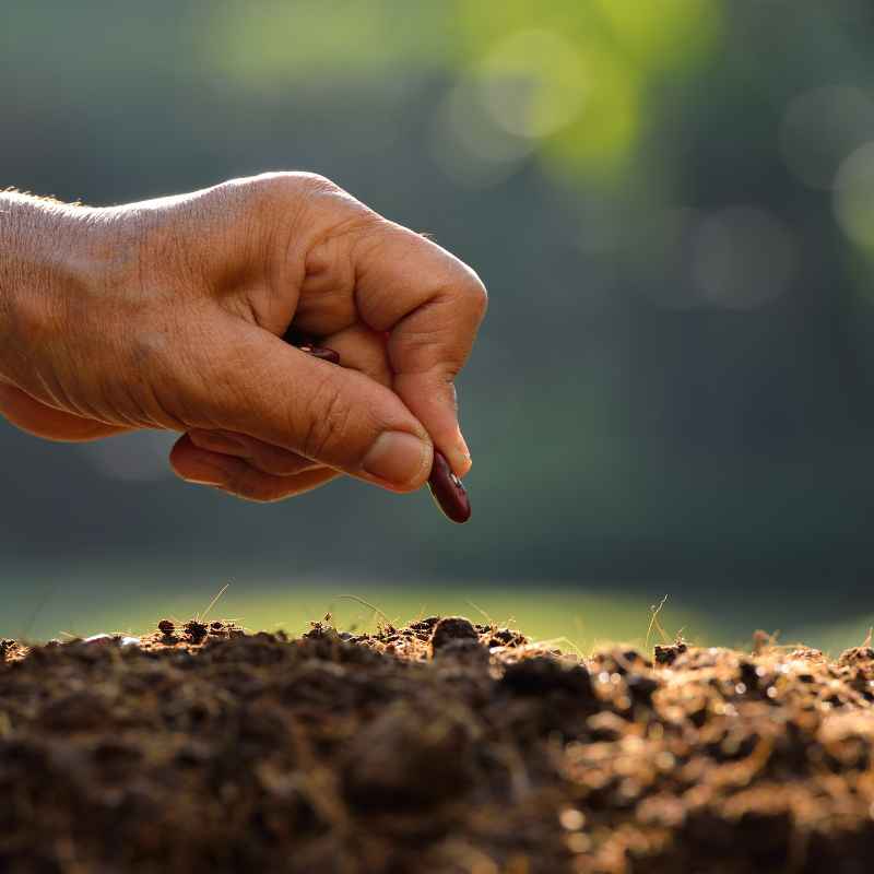 Can a Male Weed Plant Produce Female Seeds