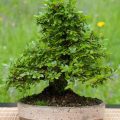 Do Chinese Elm Bonsai Leaves Change Color in Fall?