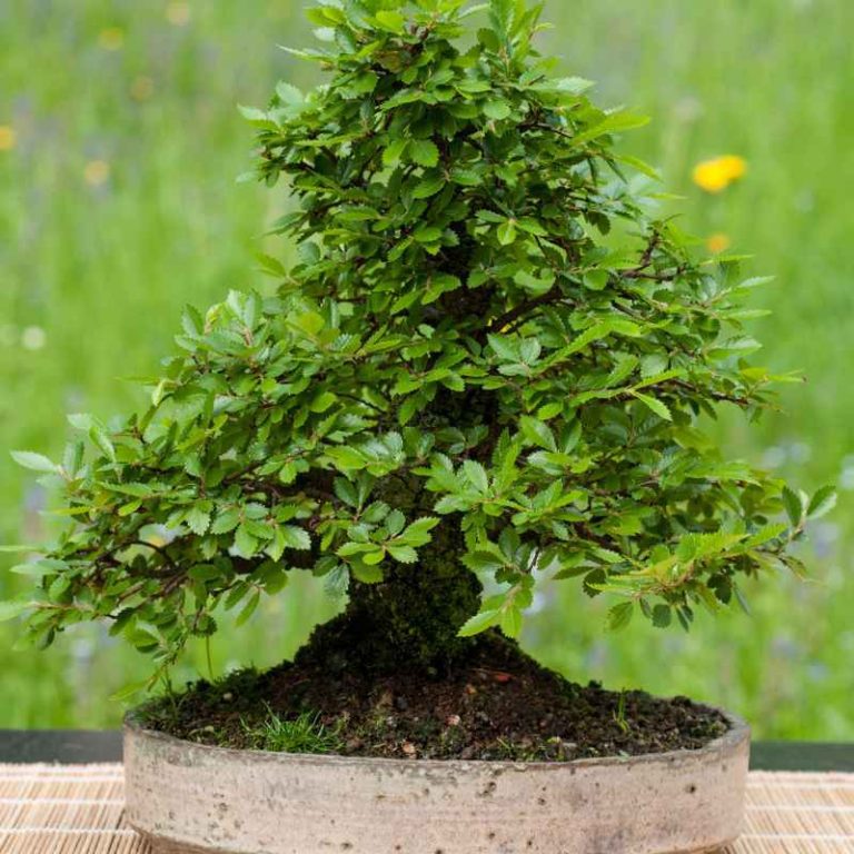 Do Chinese Elm Bonsai Leaves Change Color in Fall?
