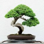 Does Bonsai Premium Have Native Document Management?