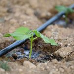 Does Drip Irrigation Prevent Salinization?