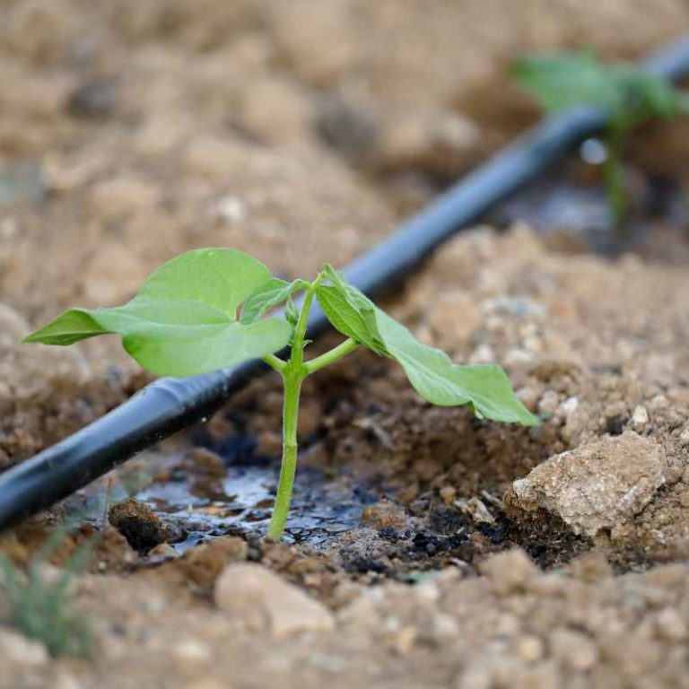 Does Drip Irrigation Prevent Salinization?