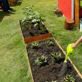 How Companion Planting Works In Raised 4X4 Gardens