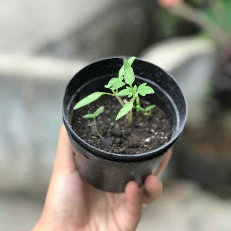 How Different Liquids Affect Plant Growth Science Project