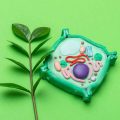 How Does A Plant Cell Control Its Internal Turgor Pressure?