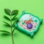 How Does A Plant Cell Control Its Internal Turgor Pressure?