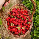 How Far Apart To Plant Strawberries In Square Foot Gardening
