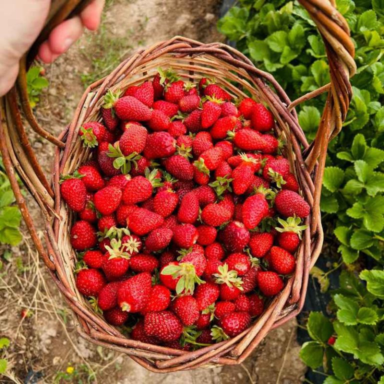 How Far Apart To Plant Strawberries In Square Foot Gardening