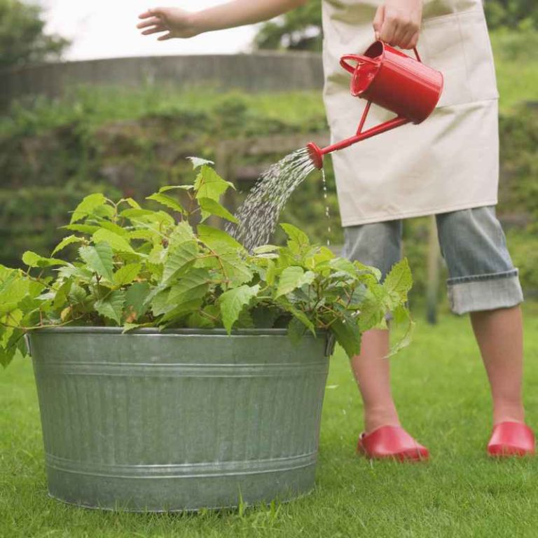 How Knowing Plant Anatomy Can Seriously Improve Your Garden