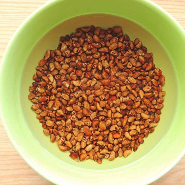 How Long to Soak Bean Seeds Before Planting for Best Results