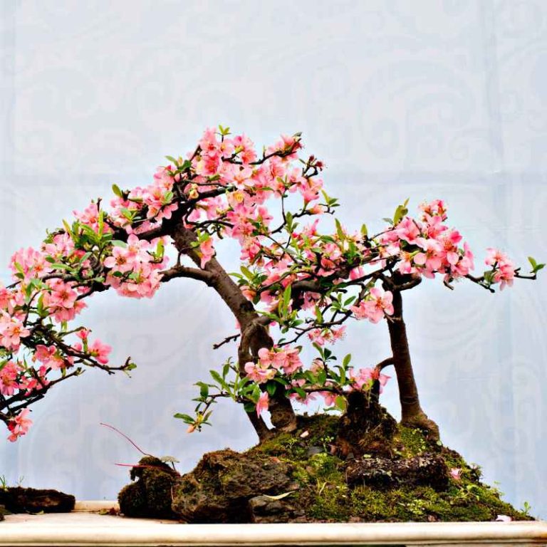 How Long to Stratify Japanese Cherry Blossom Bonsai Seeds?