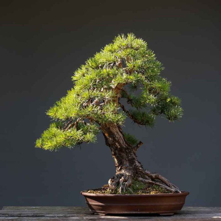 How Much Light Does a Repotted Juniper Bonsai Actually Need?