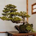How Much Sunlight Does a Fukien Tea Bonsai Tree Need Daily?