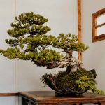 How Much Sunlight Does a Fukien Tea Bonsai Tree Need Daily?