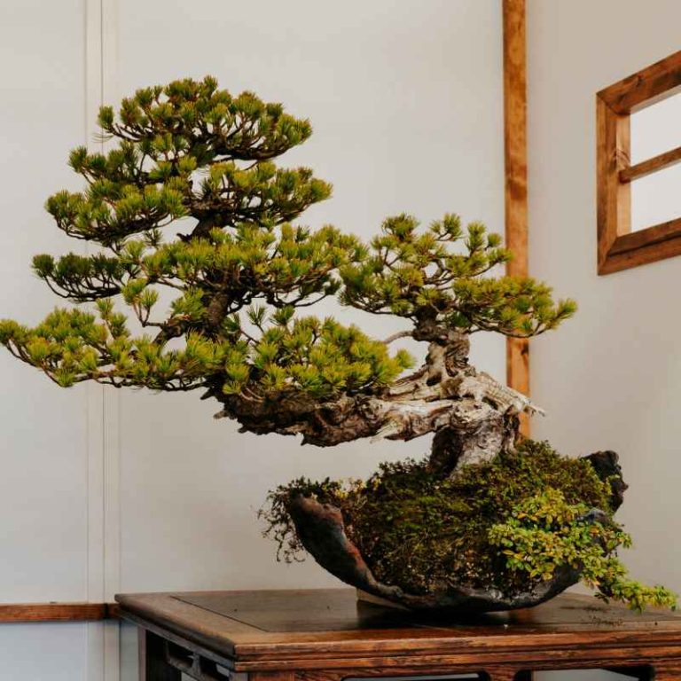 How Much Sunlight Does a Fukien Tea Bonsai Tree Need Daily?