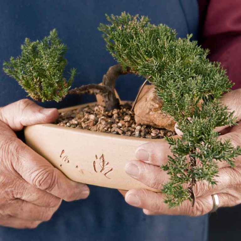 How Old Should A Seedling Be Before Using Bonsai Mix?