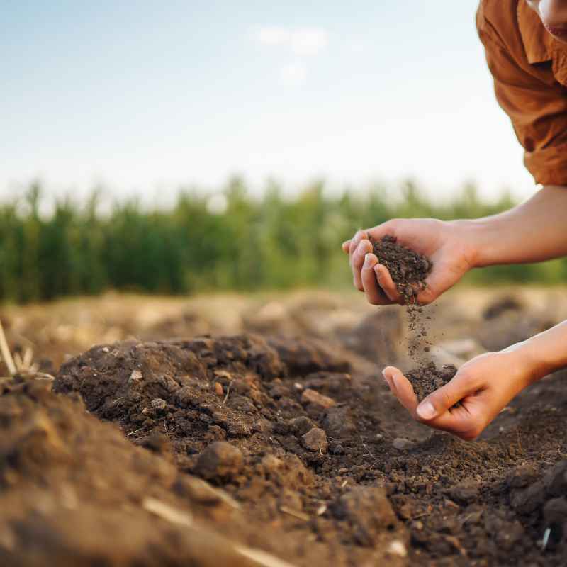 How Organic Matter Affects Nutrient Availability in Soil