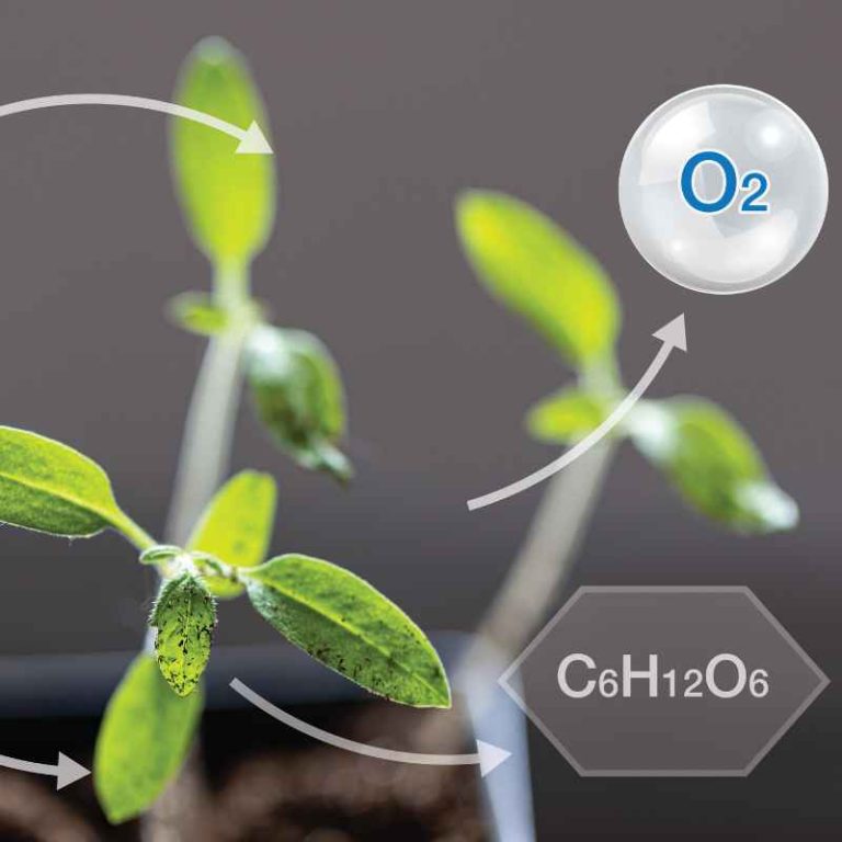How Photosynthesis Works Similarly In C4 Plants And Cam Plants