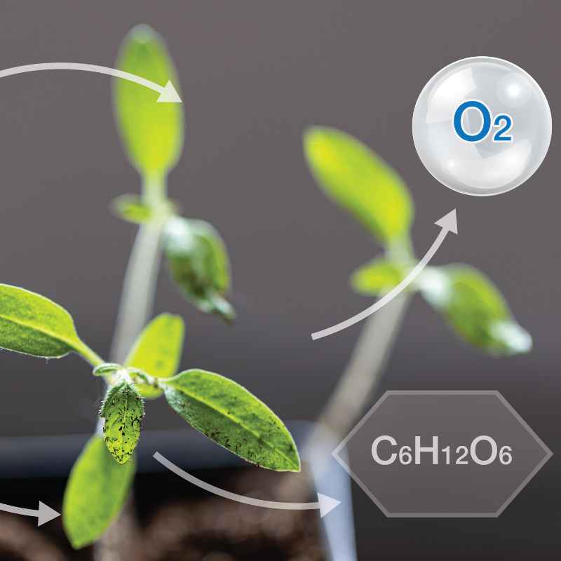 How Photosynthesis Works Similarly In C4 Plants And Cam Plants
