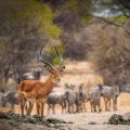 How Savanna Plants Have Adapted To Long Periods Of Drought