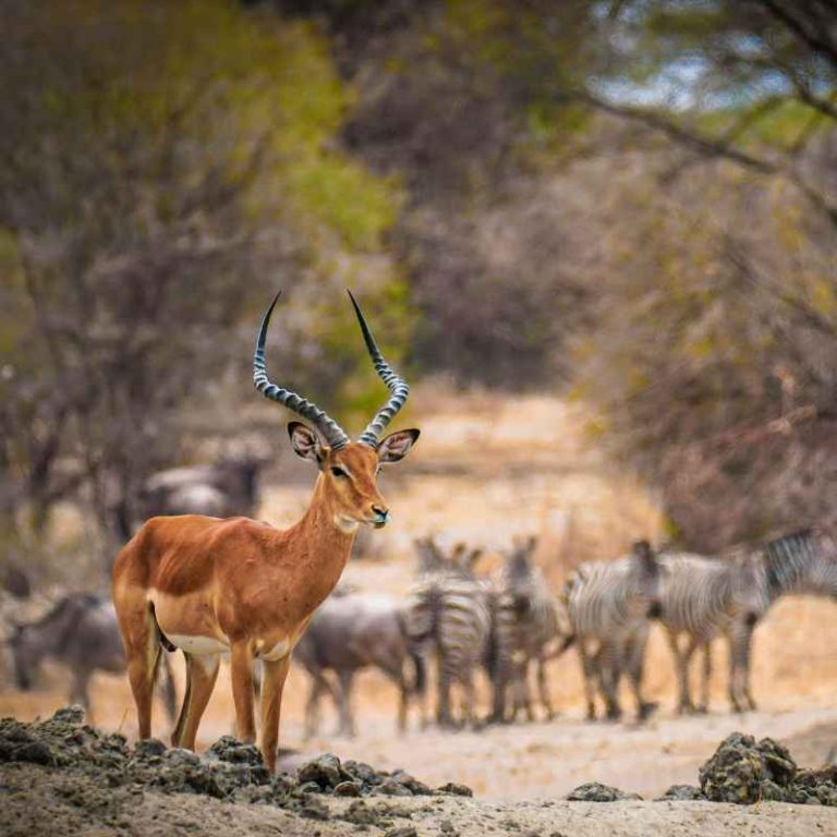 How Savanna Plants Have Adapted To Long Periods Of Drought