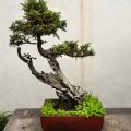 How To Buy A Real Evergreen Bonsai Tree For Outdoors Today