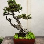 How To Buy A Real Evergreen Bonsai Tree For Outdoors Today