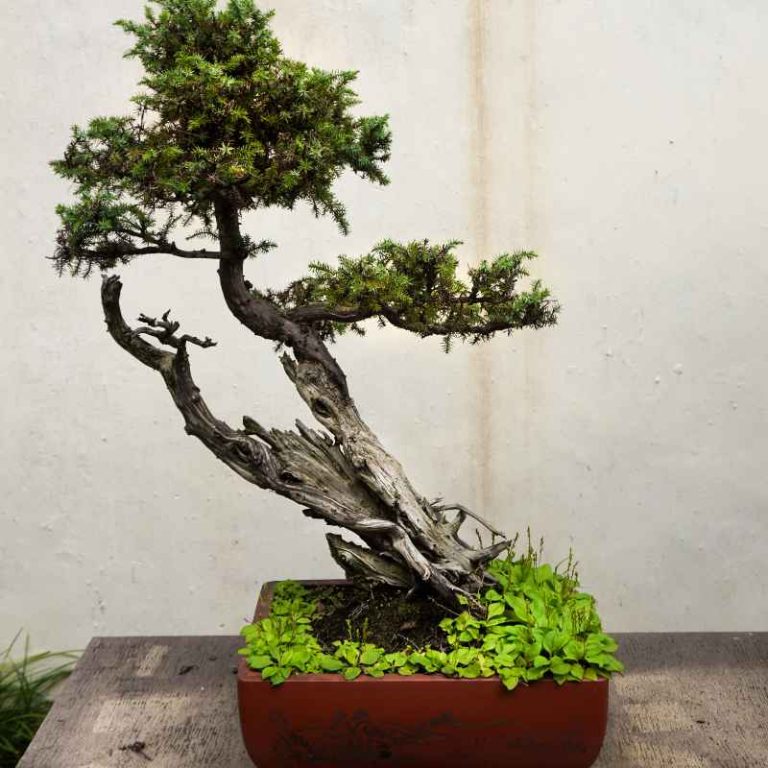 How To Buy A Real Evergreen Bonsai Tree For Outdoors Today