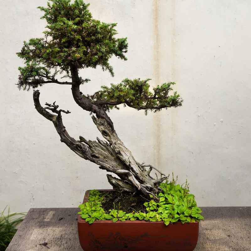 How To Buy A Real Evergreen Bonsai Tree For Outdoors Today