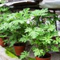 How To Get Rid Of Mosquitoes In Potted Plants Naturally