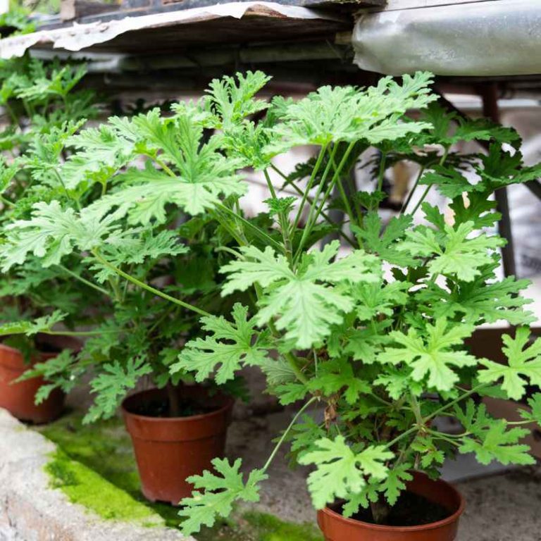 How To Get Rid Of Mosquitoes In Potted Plants Naturally