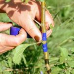 How To Graft Two Plants Using Cleft Grafting