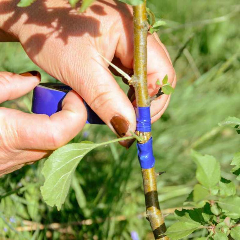 How To Graft Two Plants Using Cleft Grafting