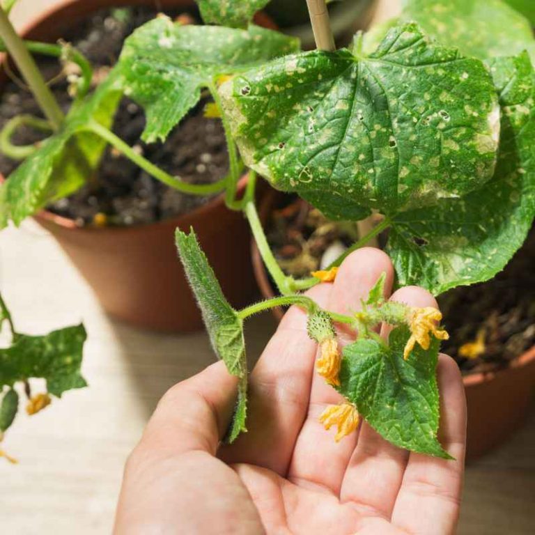 How To Identify Common Plant Diseases In Southern Gardens