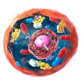How To Tell The Difference Between Plant And Animal Cells
