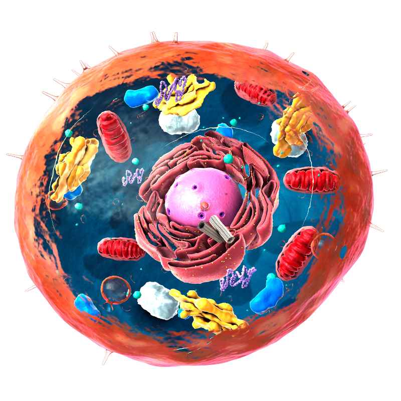 How To Tell The Difference Between Plant And Animal Cells