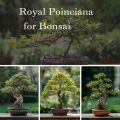How To Use Royal Poinciana For Bonsai
