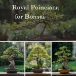How To Use Royal Poinciana For Bonsai
