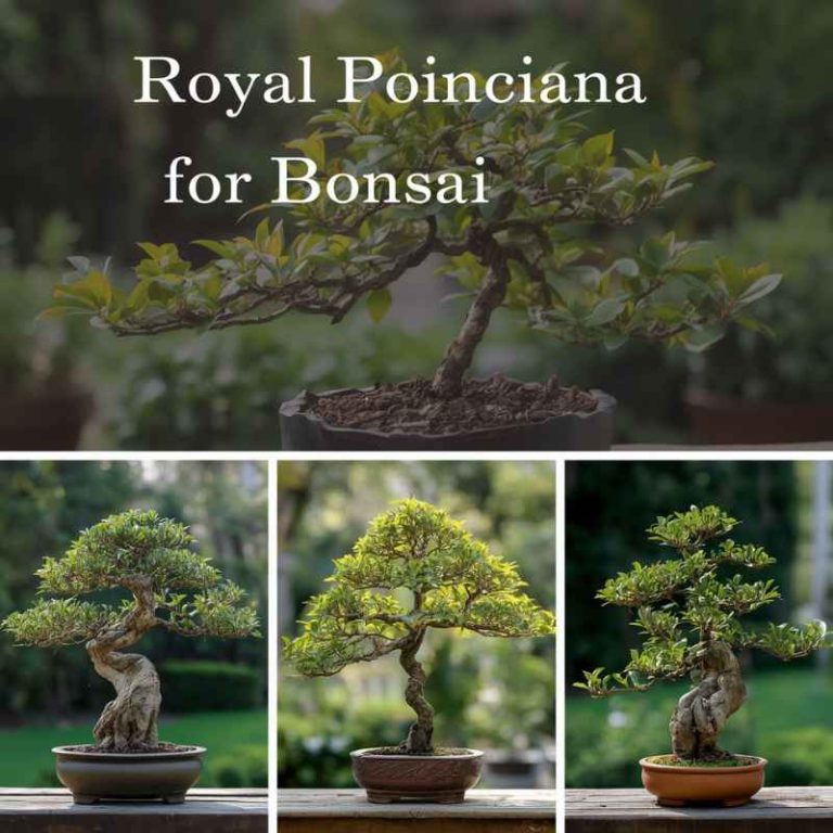 How To Use Royal Poinciana For Bonsai