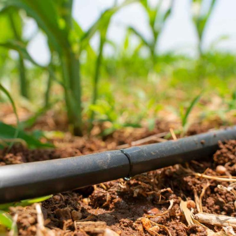 How to Add Drip Irrigation to Your Existing Sprinkler System
