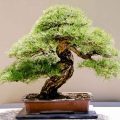 How to Collect Trees From Bonsai Pots in SkyFactory